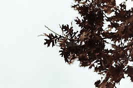 楓葉,樹,枝杈