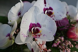 鮮花,斯特勞斯,蘭花