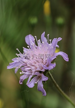 野花,自然,綠色