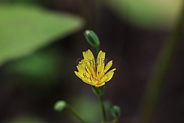 野花,自然,綠色