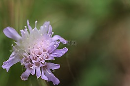 野花,自然,綠色