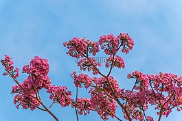 天空,鮮花,羅莎
