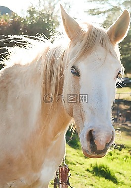 馬,頭,哺乳動物