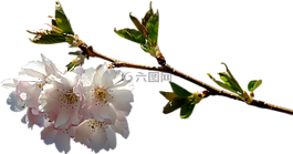 杏,分支機(jī)構(gòu),png