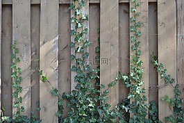 常春藤,墻,紋理