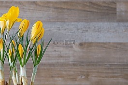藏紅花,花,廠(chǎng)