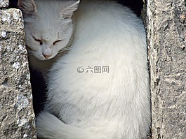 房子,甜蜜,舒適