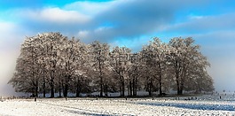 温特斯,景观,雪