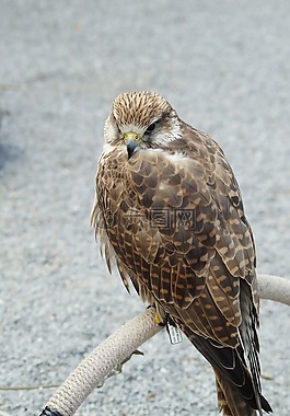 獵鷹,猛禽,鳥
