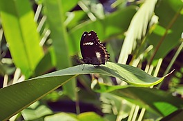 花,蝴蝶,昆蟲