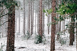 伍茲,雪,樹