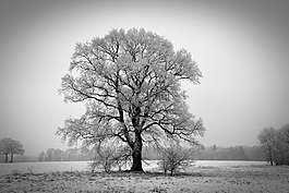 冬天,樹,winterbaum