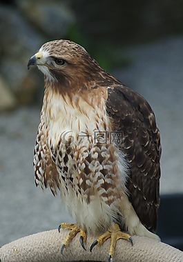 獵鷹,猛禽,鳥(niǎo)