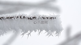 eiskristalle,冬天,籬笆