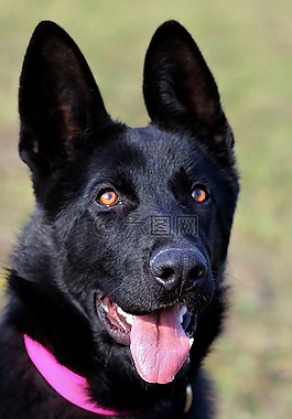 黑的德國牧羊犬,狗,縱向