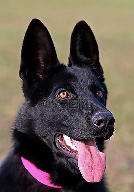 黑的德國牧羊犬,狗,縱向