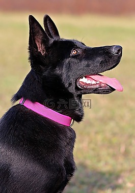 黑的德國(guó)牧羊犬,狗,粉紅色的衣領(lǐng)