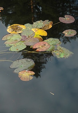 水,百合,池