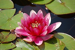 睡莲,多特蒙德,花