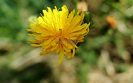 蒲公英,黃色,花