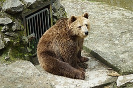 馬熊,動(dòng)物園,熊