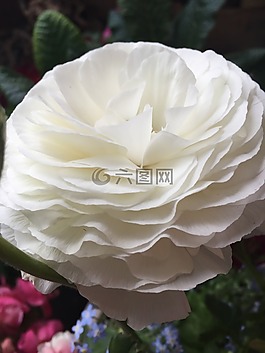 春,白花,自然