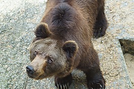 馬熊,熊,野生動物