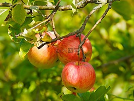 水果,性質(zhì),蘋果