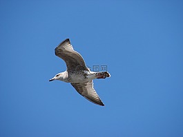 海鷗,海,鳥
