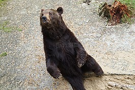 熊,野生動物,捕食