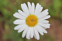 春,北部,威斯康星州