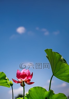 花,蓮花,紅色