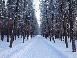 冬季,公園,雪