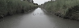 河,蘆葦,泥