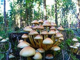 森林,秋季,蘑菇