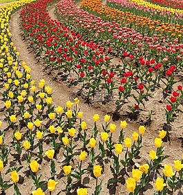 郁金香,花卉園,鮮花