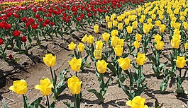 郁金香,花卉園,鮮花