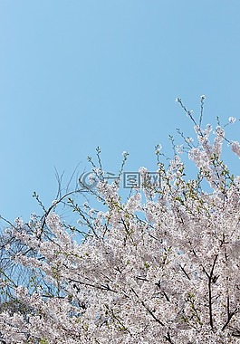 櫻花盛開,鮮花,天空
