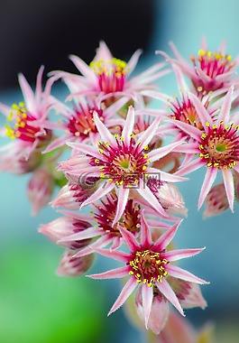 性質(zhì),開花,廠