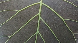 灰色的樹葉,mesopodium,petiolus