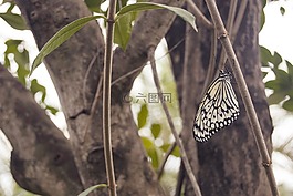 白,baumnymphe,蝴蝶