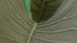 灰色的樹葉,mesopodium,petiolus