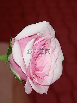 粉紅色,花瓣,玫瑰