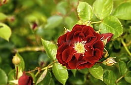 hollyhocks,holly飞节,鲜花