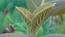 柚樹葉,芽,葉