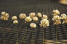三葉草,白,植物