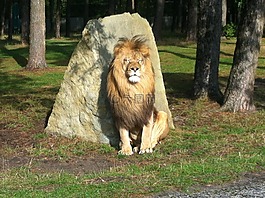 獅子,動物,捕食