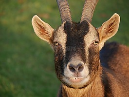 山羊,布朗,動物