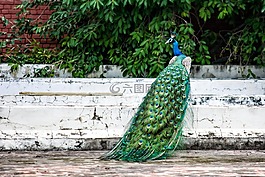 孔雀,鳥,羽毛