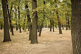 公園,樹,林